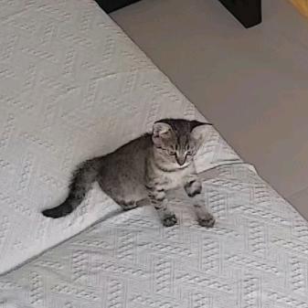 家有哈基咪