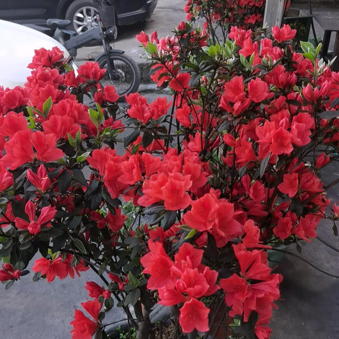 姚安虎