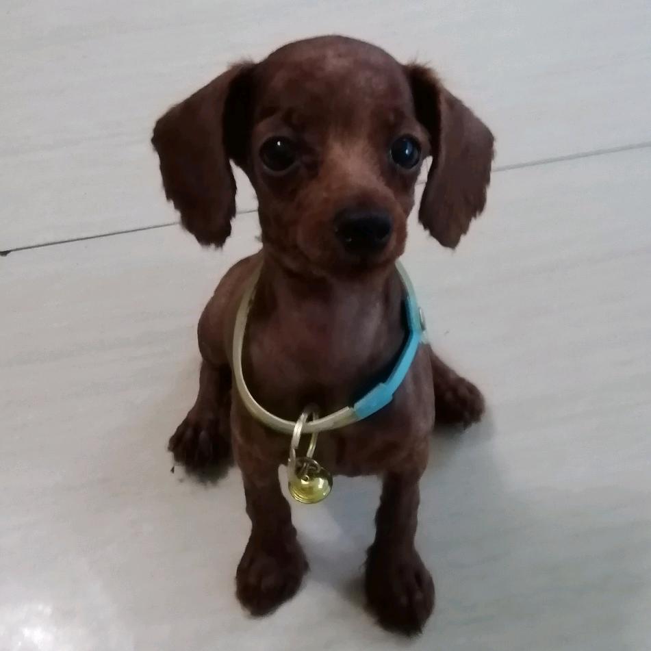 聪明的坛鲁