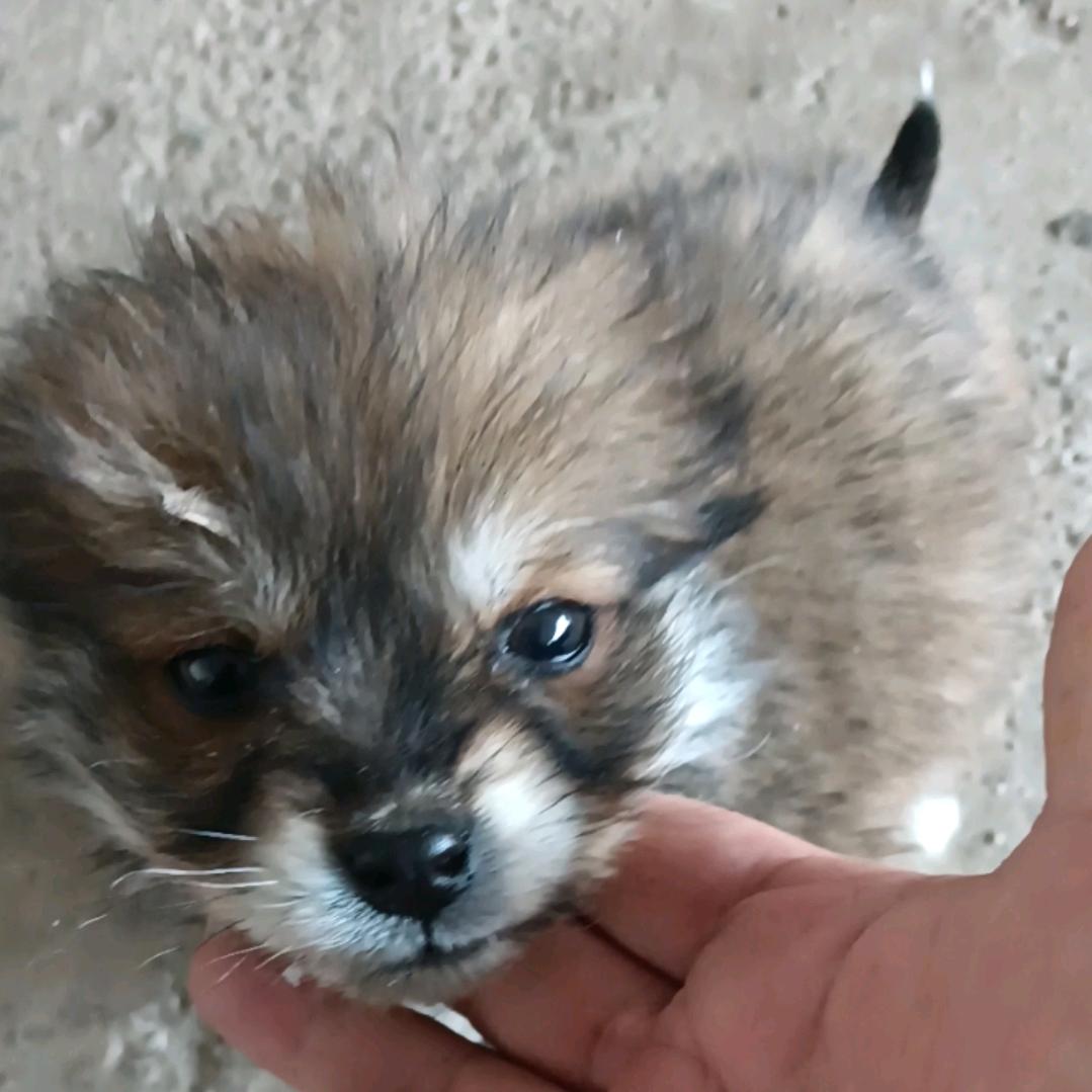 梦在飞吖