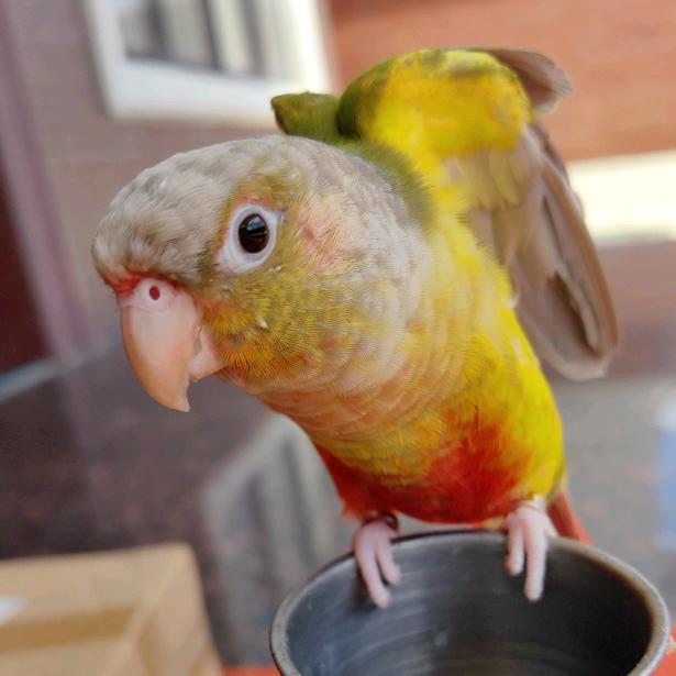 可乐🦜🦜🦜