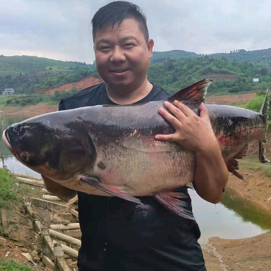 江湖猎手鱼饵