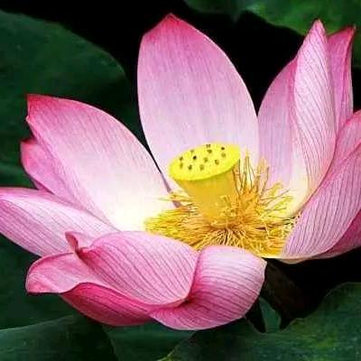 荷花西岸