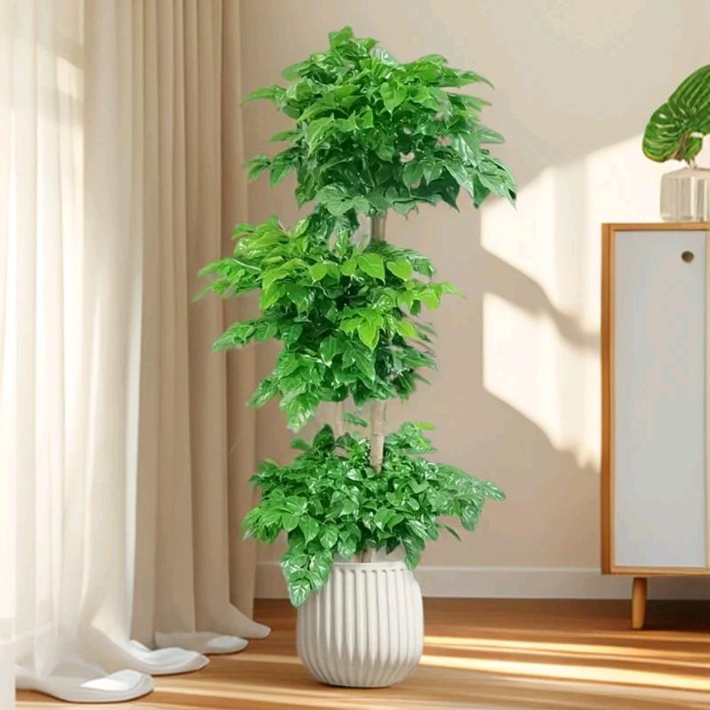 云上的花园