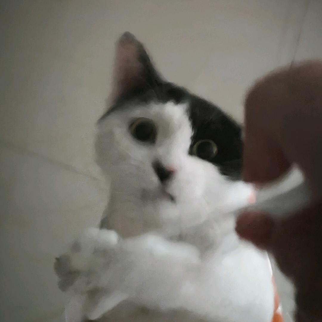 猪咪i