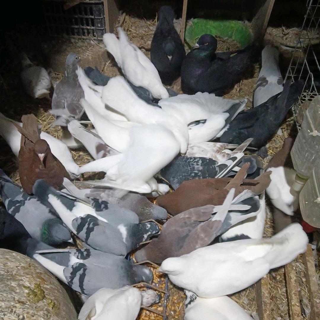 长治市🕊养鸽子🕊