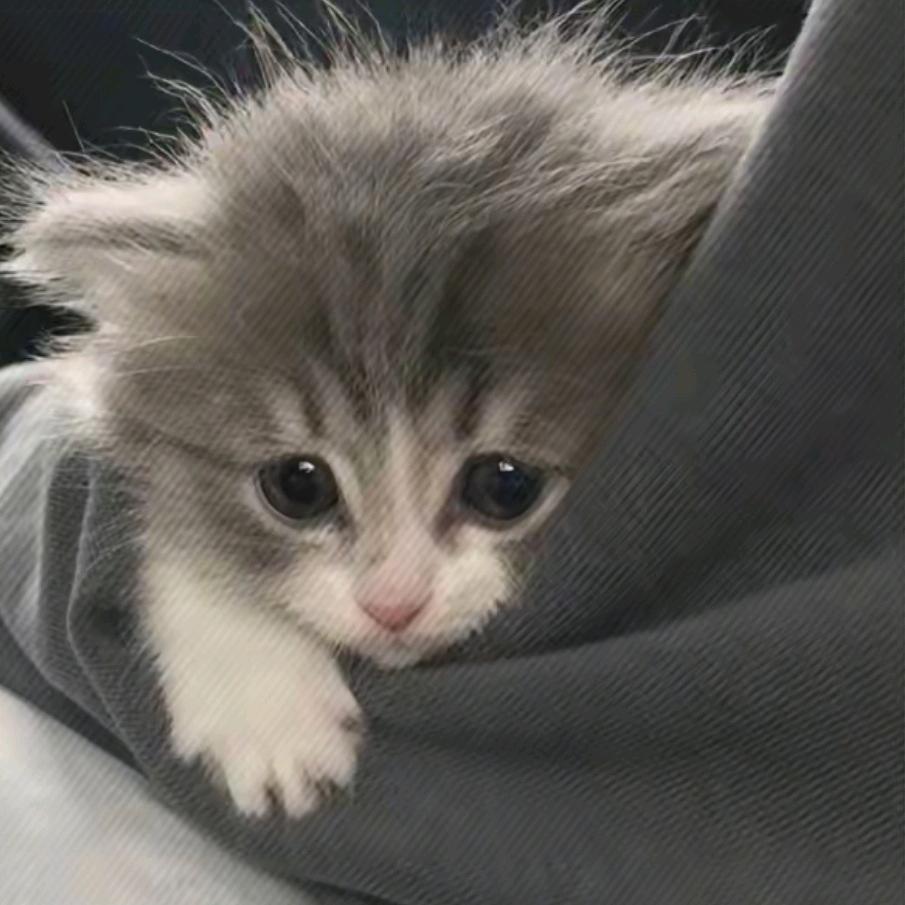 飞天玉米大蟑螂煎饼