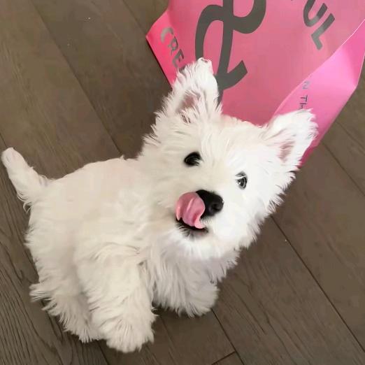 贪吃鬼👻