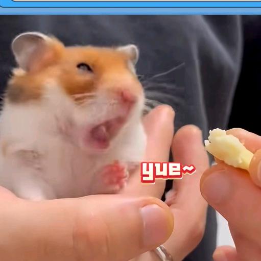鼠一世