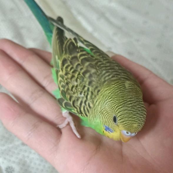 小鹦