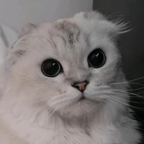 茉莉