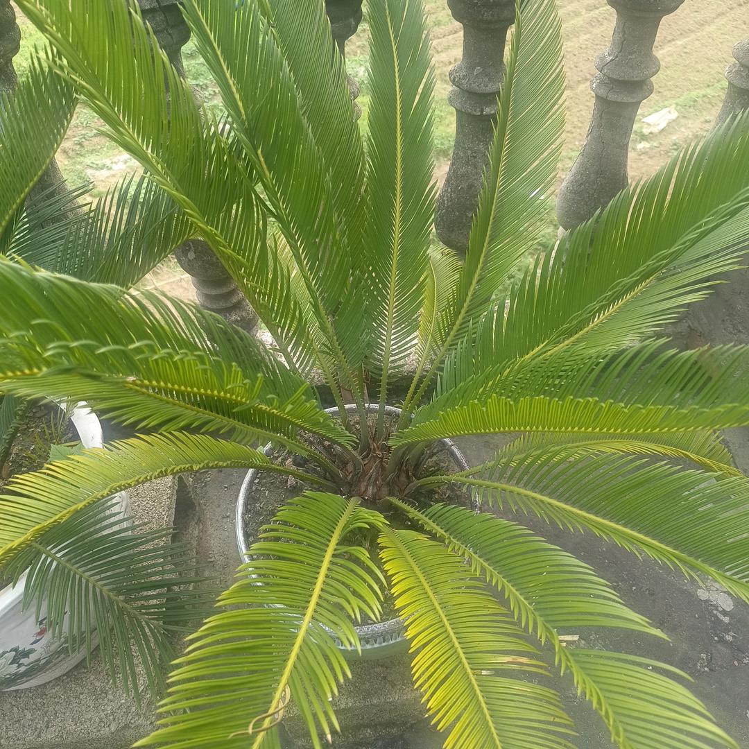 冰心(拒绝私聊)