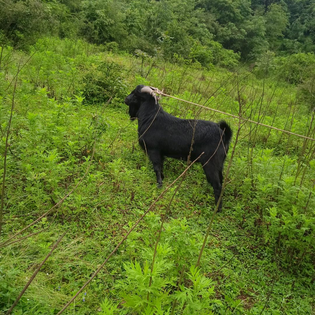 小陈←←🐮🐏养殖