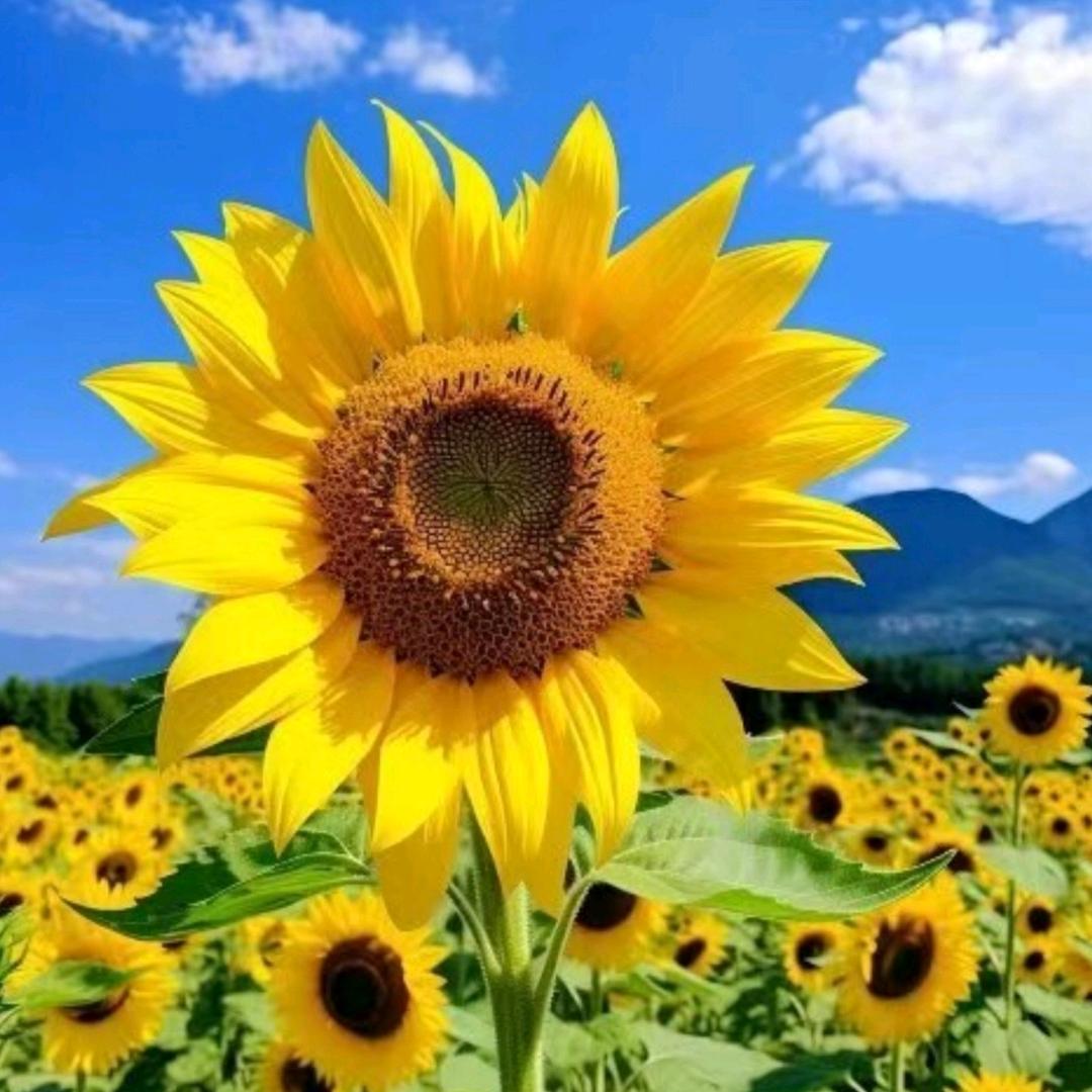 💗᭄余生ᝰᩚ随心ꦿ໌