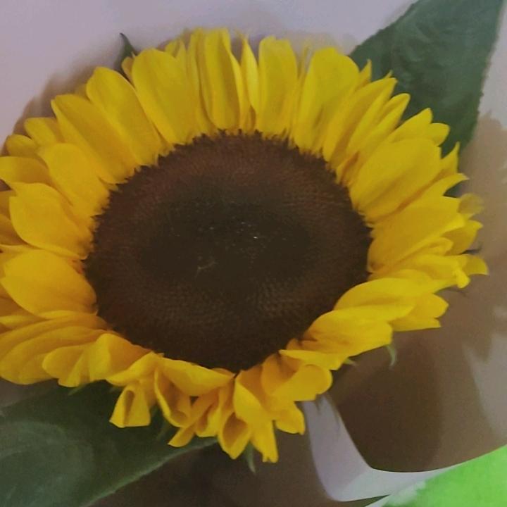 半节草🌿