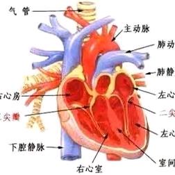 喂鱼大师