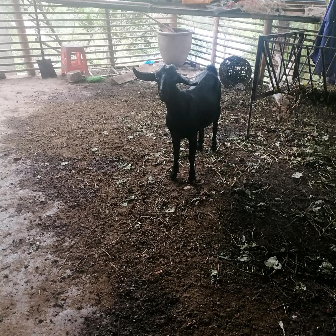 冬吃羊肉，夏吃姜，