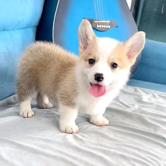 成成小铺