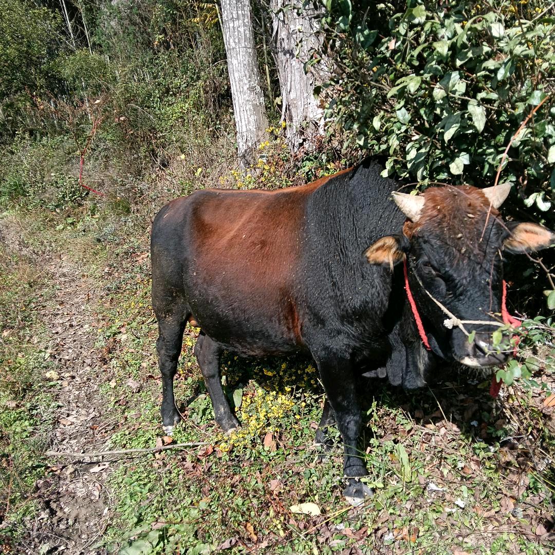 搬家拉货砸墙请找我