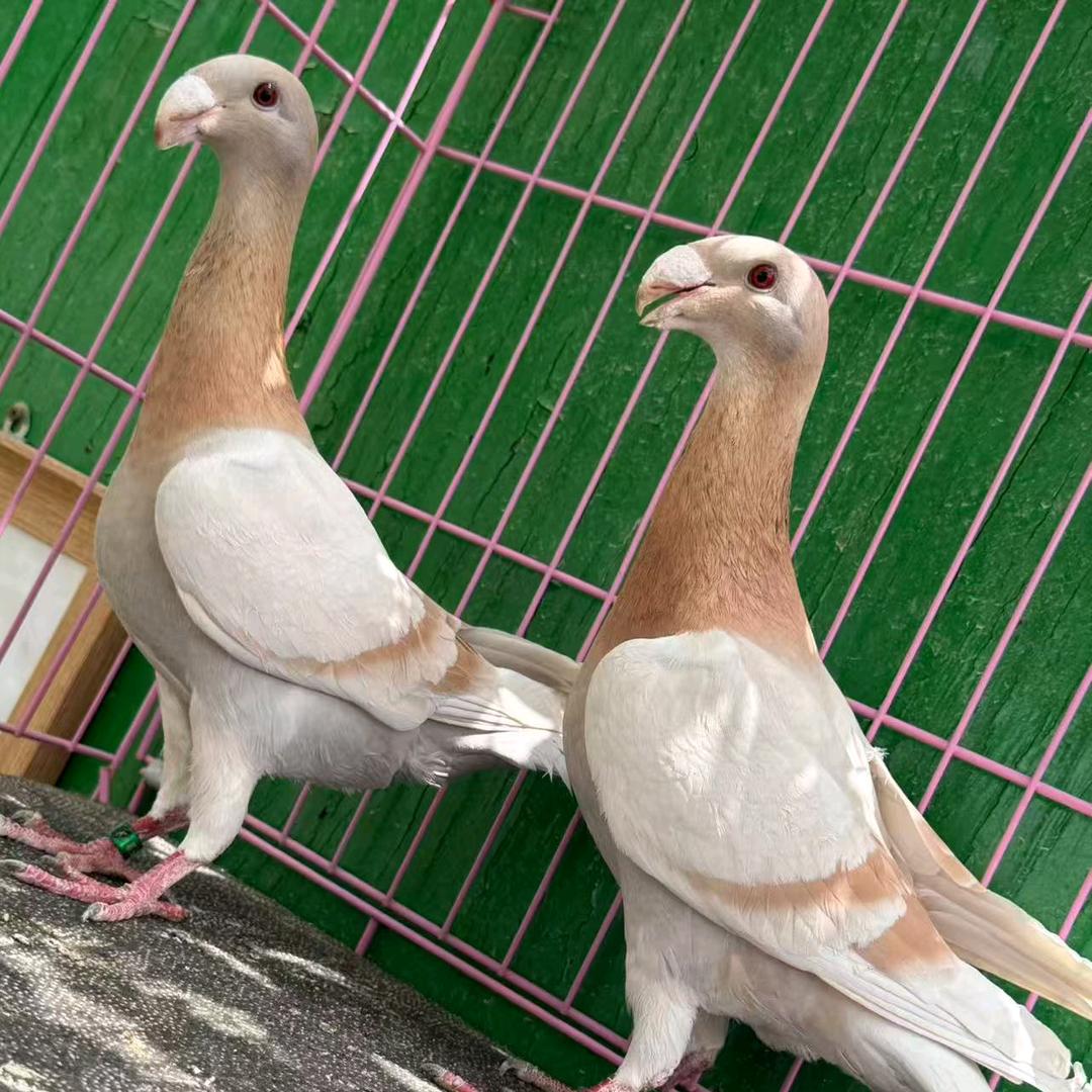 @岳普湖县库木布依宠物店