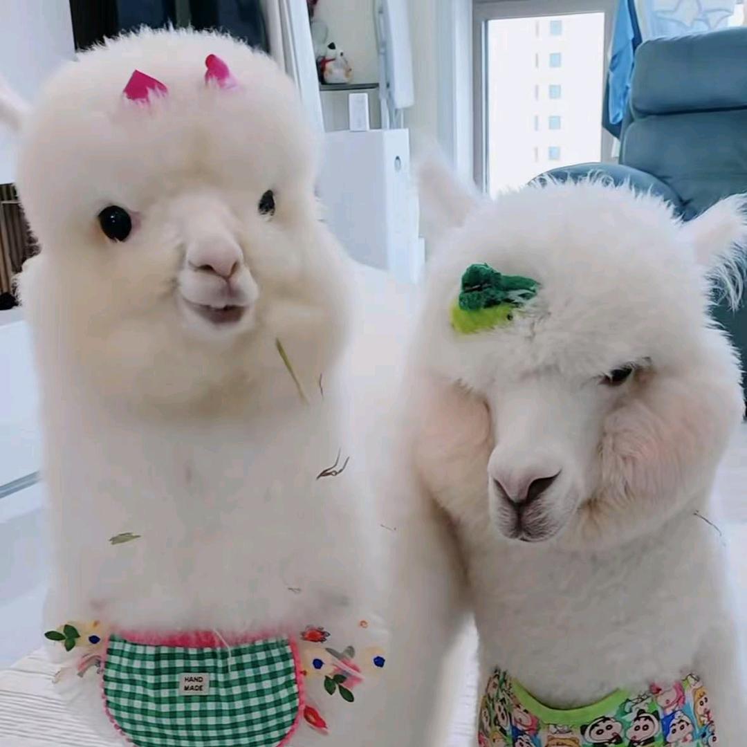 串串嗯嗯四姨🦙