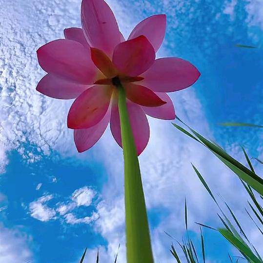 农村☀️二姐❁´◡`❁*