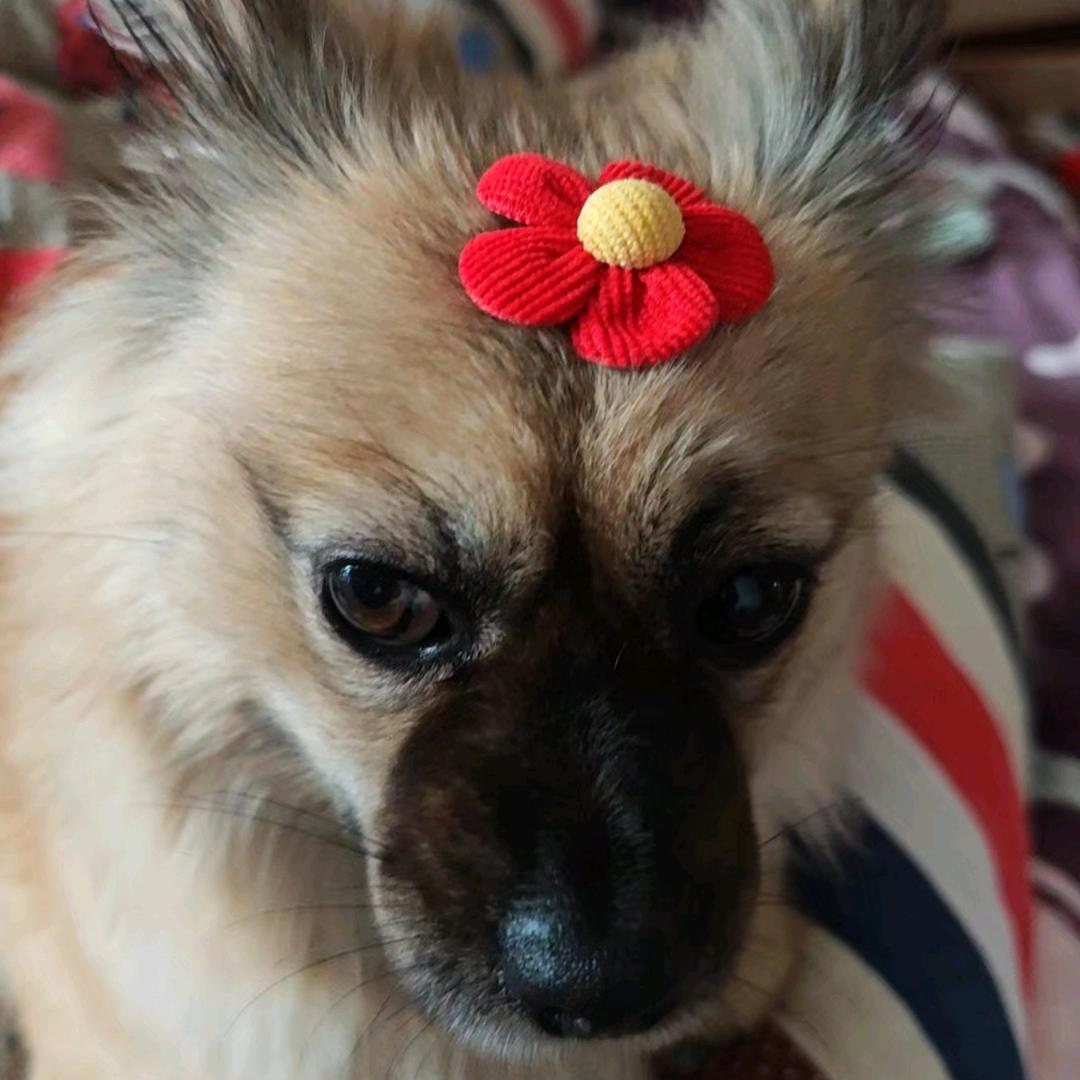 桃桃桃桃桃桃桃沢