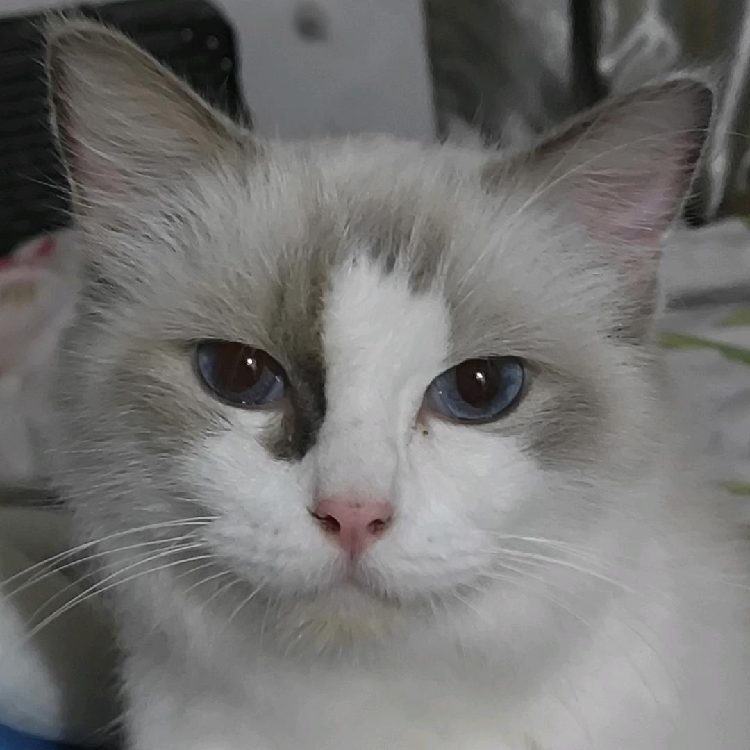 曹贼说猫