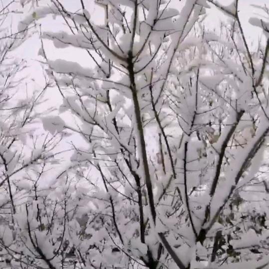 冷雪