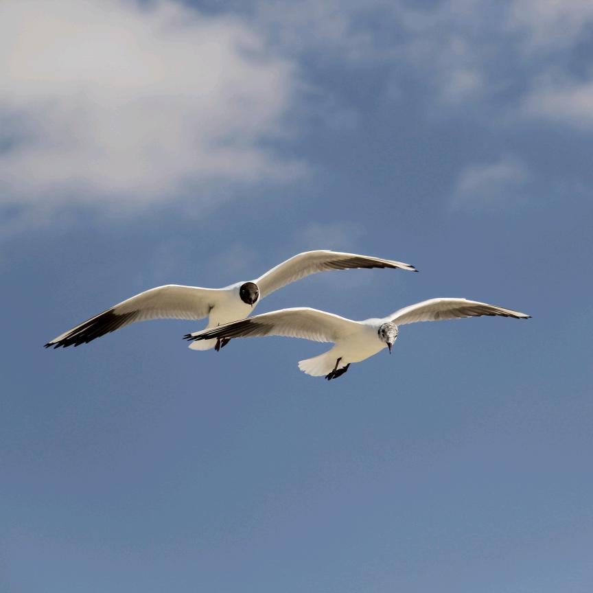 二迷糊（休息中）