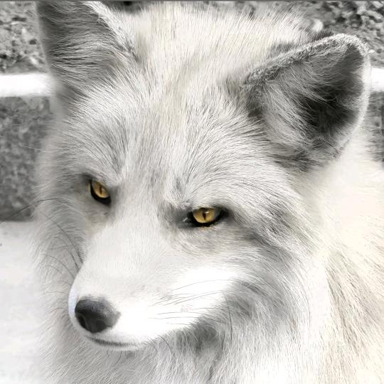 玉米面狐狸精(女模版)