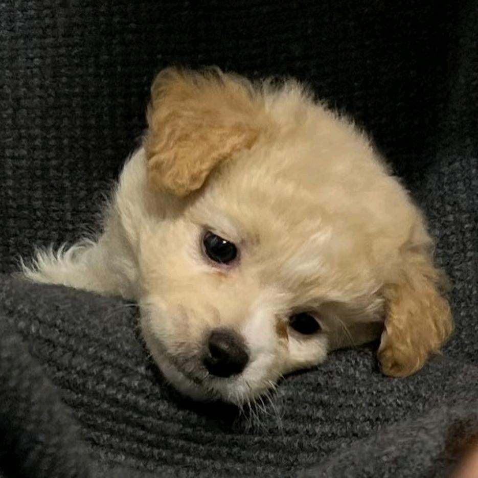 呆萌的狗