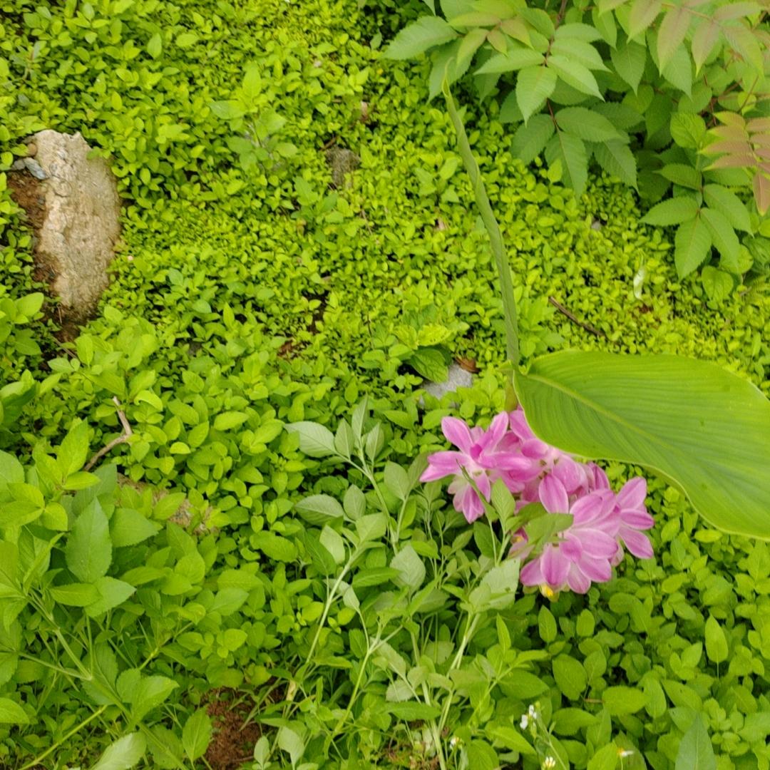 如意