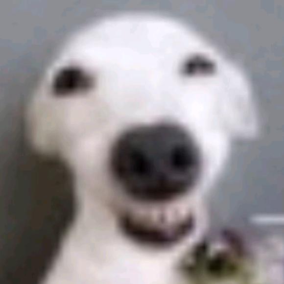 好笨