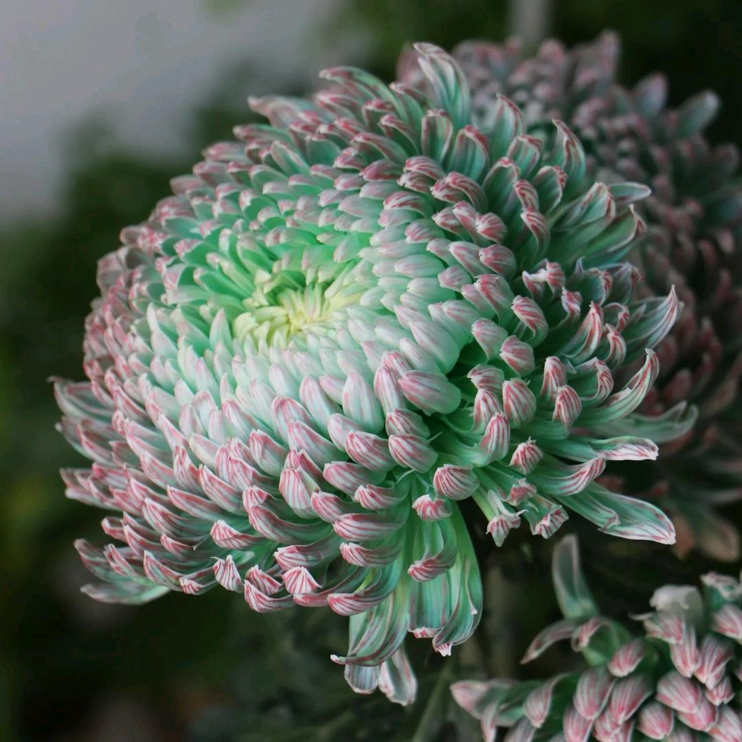 御花园