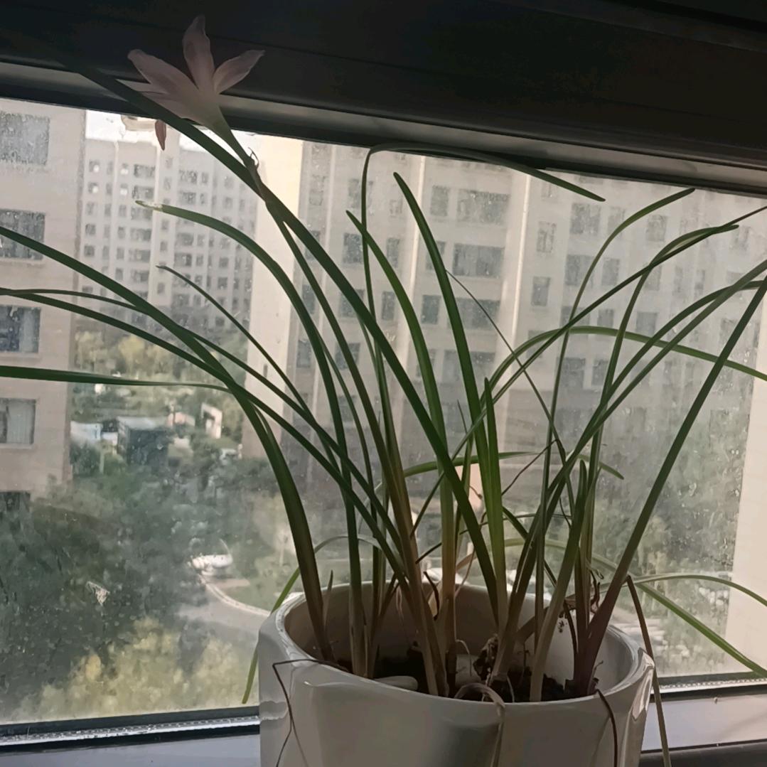 风雨兰