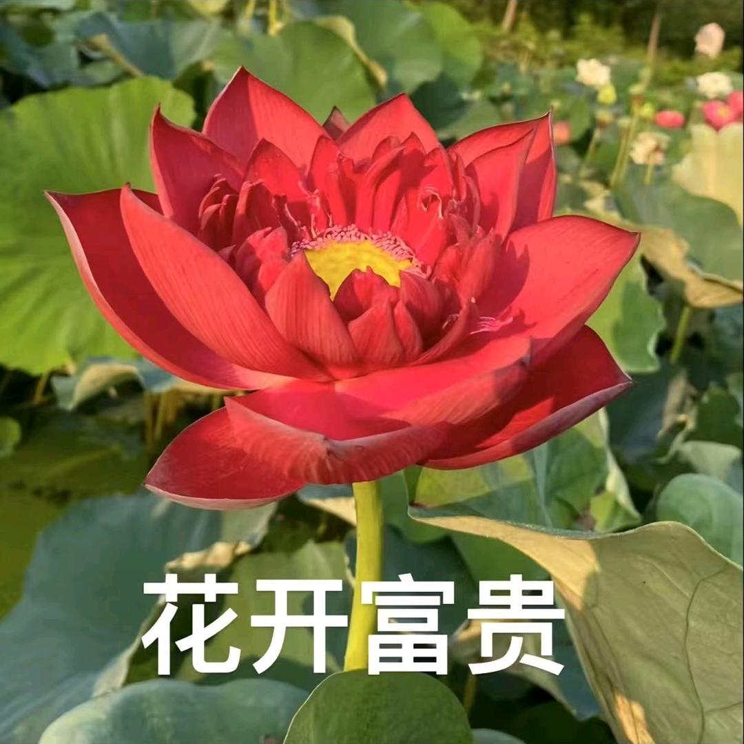 泰Tai Tea官方号
