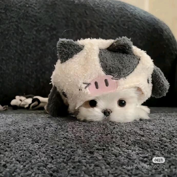 - 丽