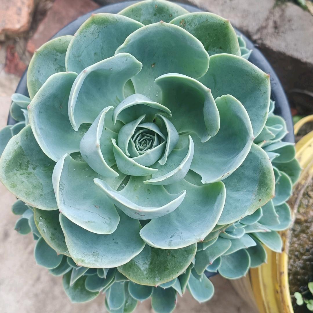 小玲好物2