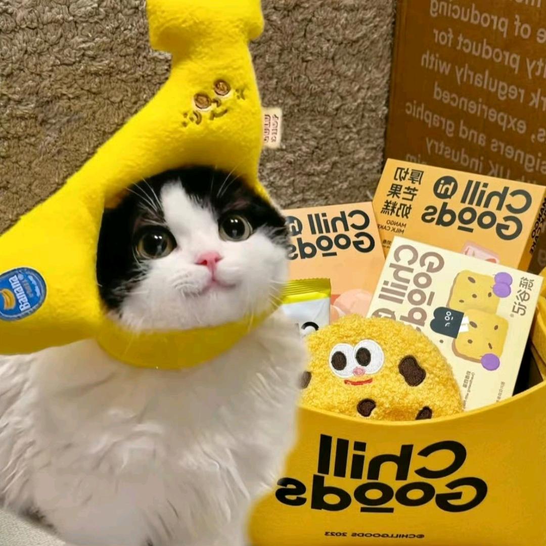 吃猫粮