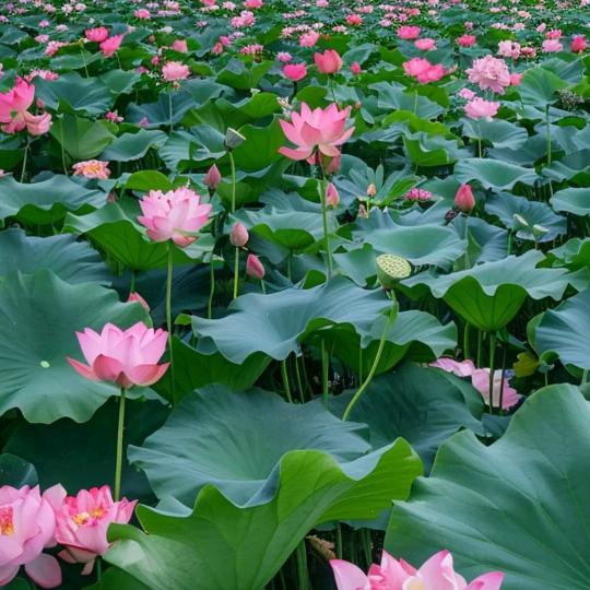 纯宝💐
