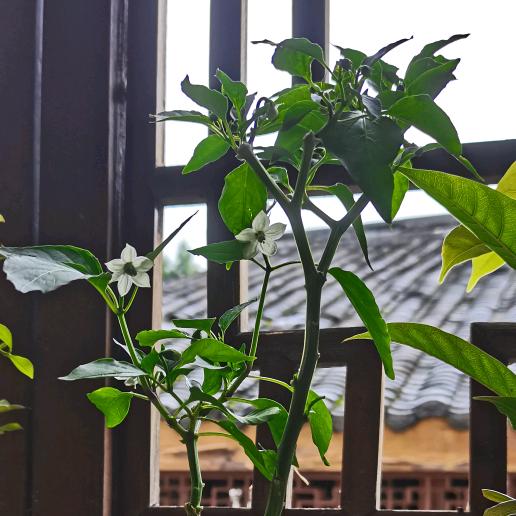 一花一世界