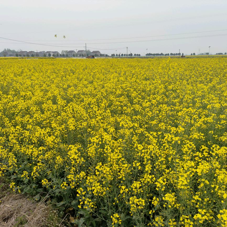 万花丛中一棵草 🌿🌿🌿