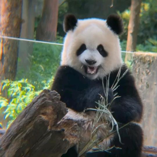 秋秋妹