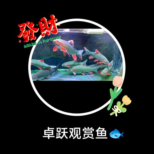 卓跃观赏鱼工作室