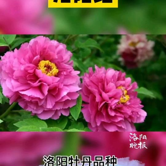 🍎🍎吉祥如意