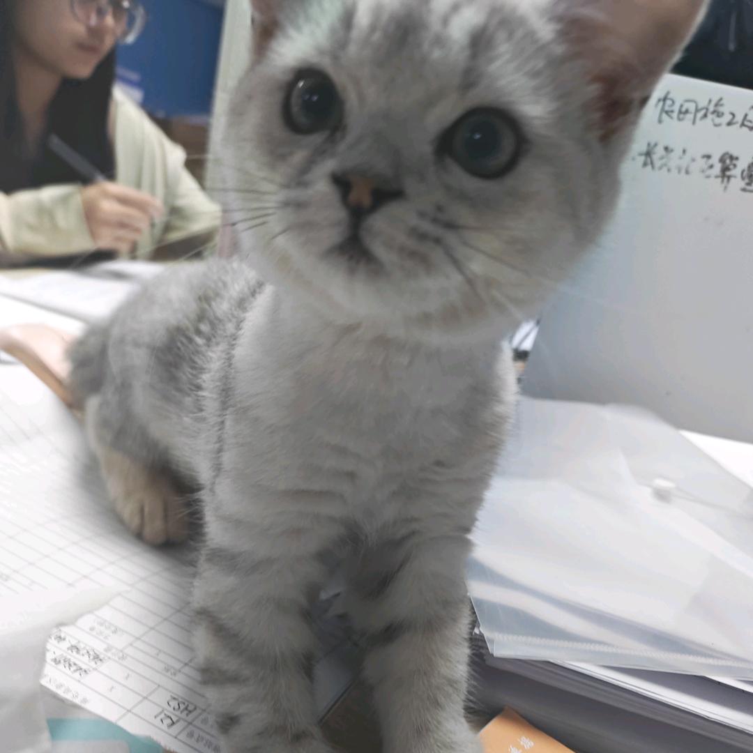 张土豆日常