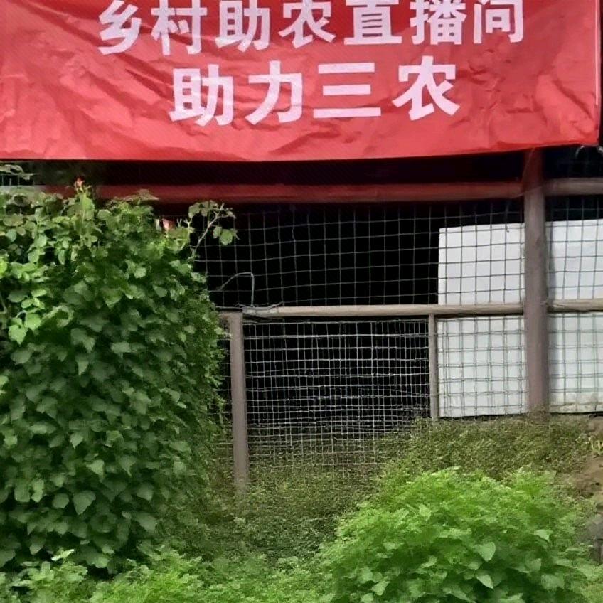 娜娜呀
