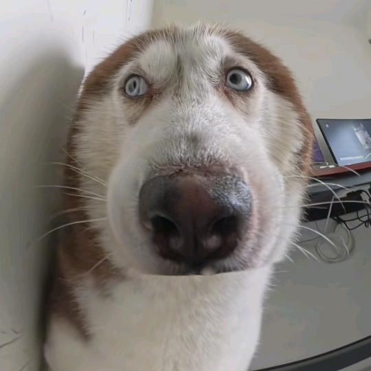 木通