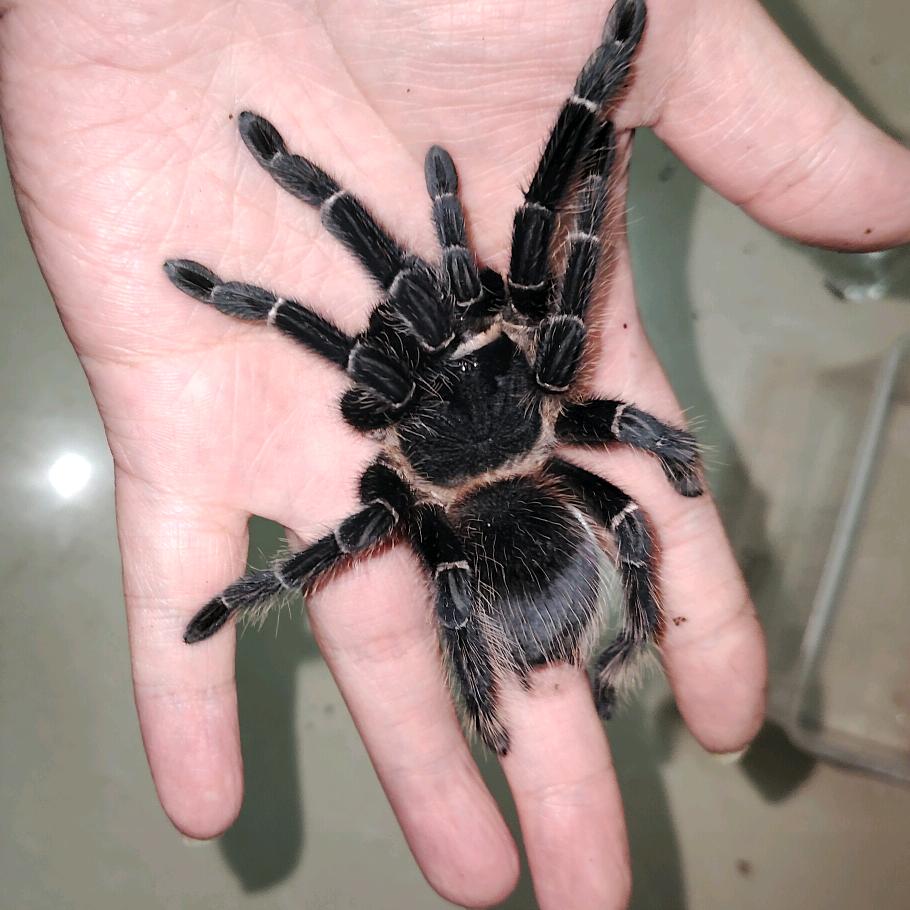 随便抓个蛛玩玩